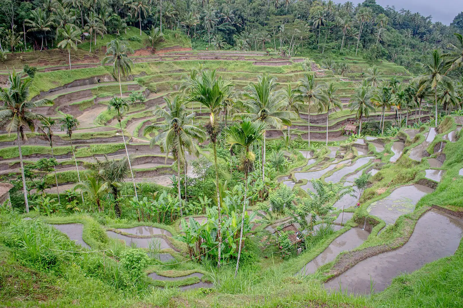 Tegallalang rice terraces near Ubud in Bali, framed by palm trees