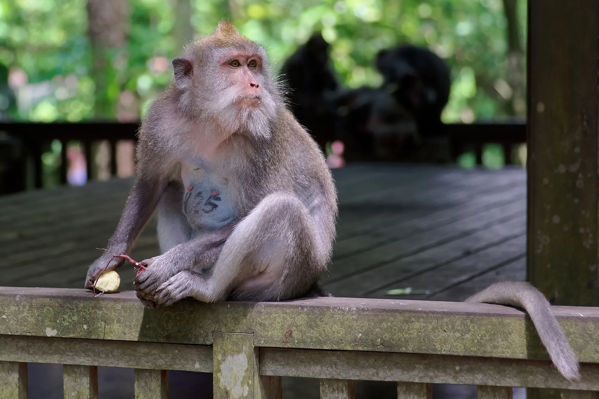 A long-tailed macaque sitting on a wooden railing at the Sacred Monkey Forest Sanctuary in Ubud